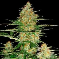 60 Day Wonder > DNA Genetics