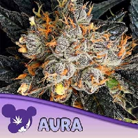 Aura > Anesia Seeds