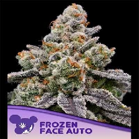 Frozen Face Auto > Anesia Seeds