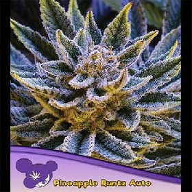 Auto Pineapple Runtz > Anesia Seeds