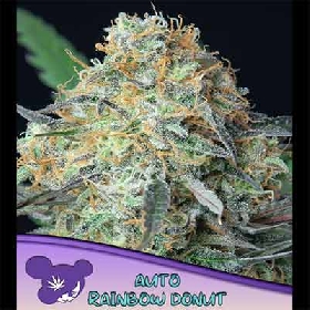 Rainbow Donut Auto > Anesia Seeds