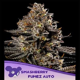 Smashberry Fumez Auto > Anesia Seeds