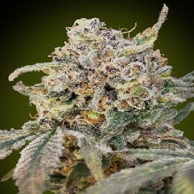 Auto Somango Glue > Advanced Seeds