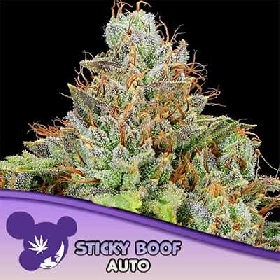 Sticky Boof Auto > Anesia Seeds