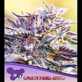 Auto BubbleGum > Anesia Seeds