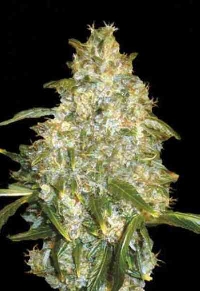 Auto Good Wild Shark > Bulk Seed Bank