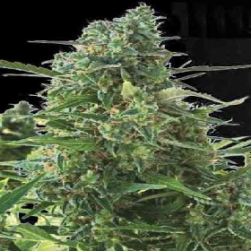 Auto NBA Diesel > Bulk Seed Bank