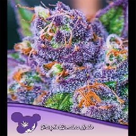 Auto Purple Domina > Anesia Seeds