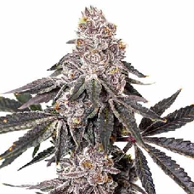 Berry Crusher > Elev8 Seeds