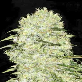 Bubblegum Extra > Bulk Seed Bank