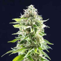 Cookies Haze > Kannabia Seeds