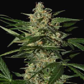 Damnesia Autoflowering > Strain Hunters Seed Bank