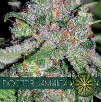 Doctor Jamaica > Vision Seeds