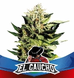 El Gaucho > BSF Seeds