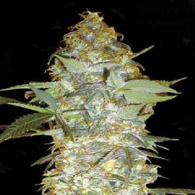 Euforia Special > Bulk Seed Bank