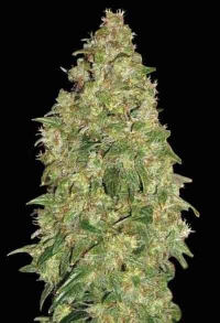 Dubai Poison > Bulk Seed Bank