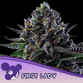 First Lady > Anesia Seeds