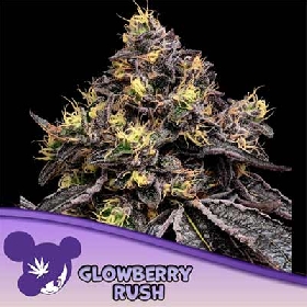 Glowberry Rush > Anesia Seeds