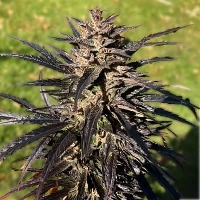 Grape Ape Auto > Royal Queen Seeds