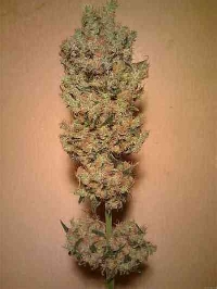 Jack Herer > Homegrown Fantaseeds