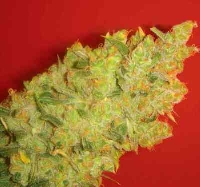 Jack La Mota > Medical Seeds Co.