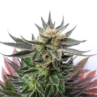 Sativa Dream > Kannabia Seeds