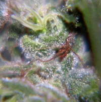 Nev. Haze > Female Seeds