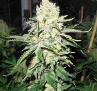 No Name > Medical Seeds Co.