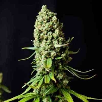 Super Auto Skunk > Makka Seeds