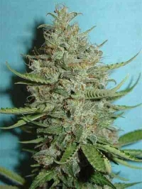 Super Chrystal > Homegrown Fantaseeds