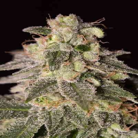 Shark Shock CBD > Dinafem Seeds