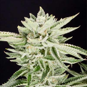 Sherbet S1 > Elev8 Seeds