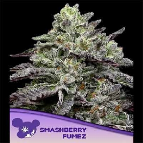 Smashberry Fumez > Anesia Seeds