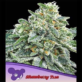 Strawberry Tree > Anesia Seeds