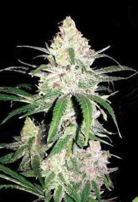 Special Lime Haze > Bulk Seed Bank