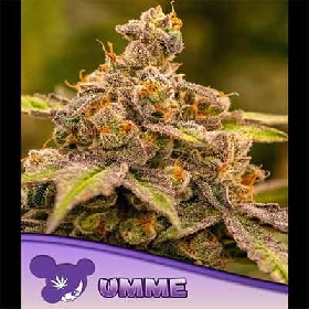 UMME > Anesia Seeds