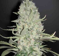 White Widow > Female Seeds