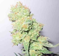 Y Griega CBD > Medical Seeds Co.