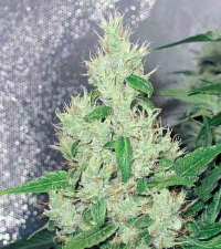 Y Griega > Medical Seeds Co.