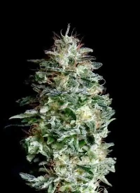 Absolute Herer > Absolute Cannabis Seeds