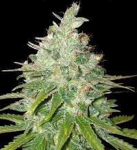 Afgan Kush x Black Domina > World of Seeds