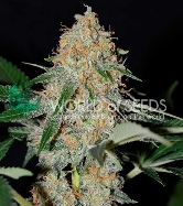 Afghan Kush Early Harvest > World of Seeds