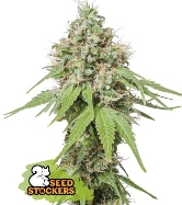 AK420 > Seed Stockers