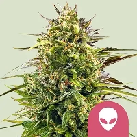 Alien OG > Royal Queen Seeds