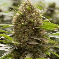 Amnesia x Buddha Kush > Vision Seeds