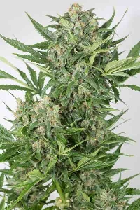 Amnesia XXL Autoflowering > Dinafem Seeds