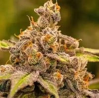 Anesia Scout Cookies > Anesia Seeds