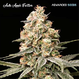 Apple Fritter Auto > Advanced Seeds