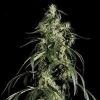 Arjan's Haze 1 > Green House Seed Company