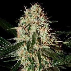 Arjan's Haze 3 > Green House Seed Company